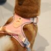 Outdoor Y-Shaped Dog Harness Waterproof Quick Dry with AirTag Holder