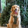 Outdoor Y-Shaped Dog Harness Waterproof Quick Dry with AirTag Holder