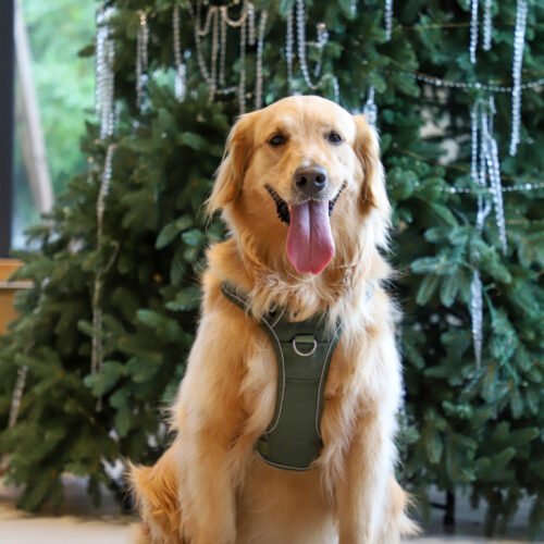 Outdoor Y-Shaped Dog Harness Waterproof Quick Dry with AirTag Holder