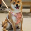 Outdoor Y-Shaped Dog Harness Waterproof Quick Dry with AirTag Holder