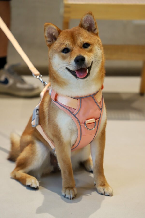 Outdoor Y-Shaped Dog Harness Waterproof Quick Dry with AirTag Holder