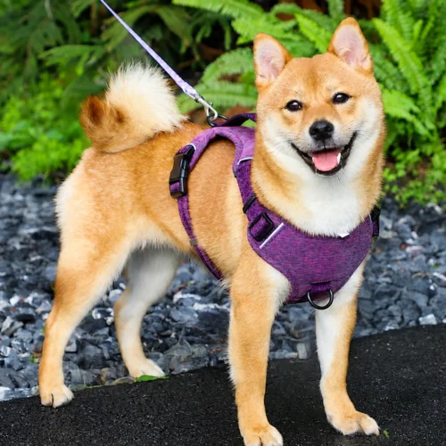 Lightweight Comfortable Dog Harness Padded Y-shaped Eco-Friendly Nordic Design Dog Harness