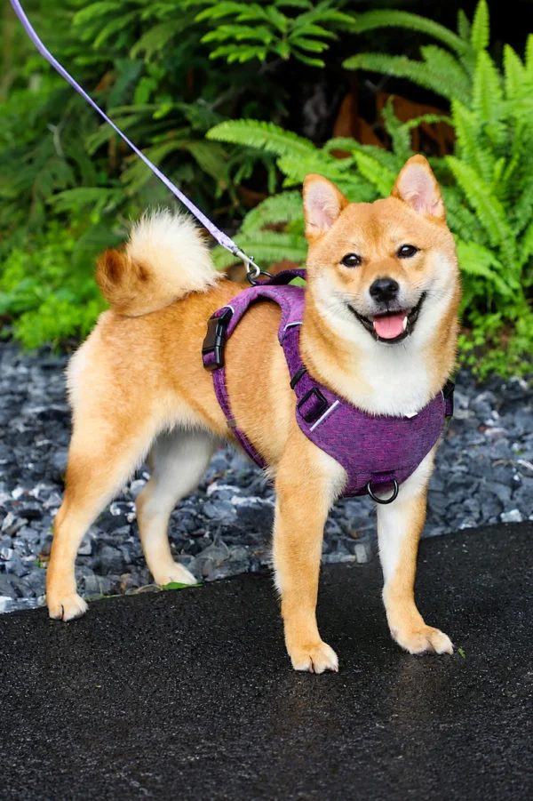 Eco-Friendly Nordic Designs lightweight dog harness Lightweight Comfortable Dog Harness Padded Y-shaped Eco-Friendly Nordic Design Dog Harness
