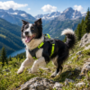 The Best Super Lightweight Minimal Dog Harness for Outdoor Hiking Adventures Summer Dog Gear Dog Harness Supplier