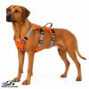 Six Adjustment Options Lightweight Lift-and-Assist Dog Harness with Padded Handle