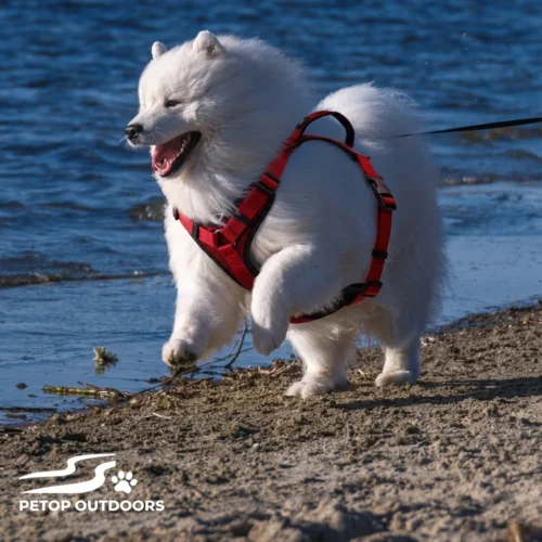 Comfortable Light Modern Design Easy Step-In Dog Harness Best for Active Dog