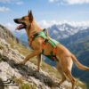 Six Adjustment Options Lightweight Lift-and-Assist Dog Harness with Padded Handle